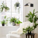 8+ loại cây cảnh trang trí cho nhà ở 2025